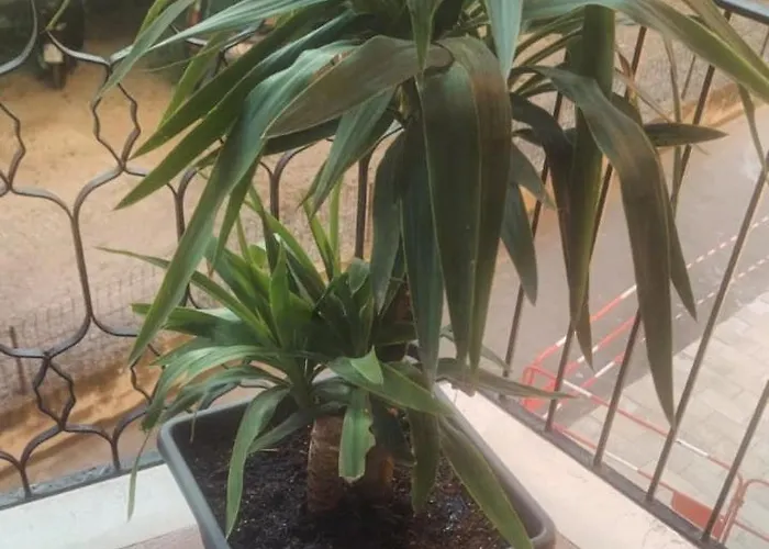 Casa Jasmine